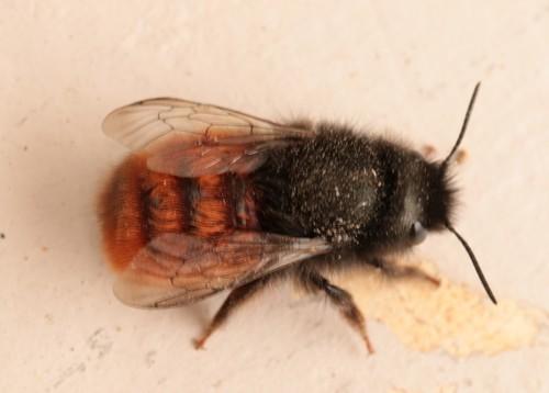 Osmia cornuta